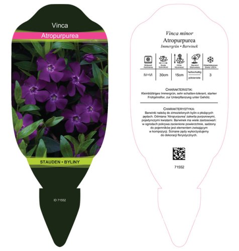 BARVÍNEK - VINCA MINOR ATROPURPUREA