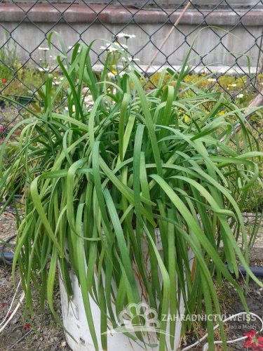 ČESNEKOVÁ TRÁVA - TULBAGHIA VIOLACEA ALBA