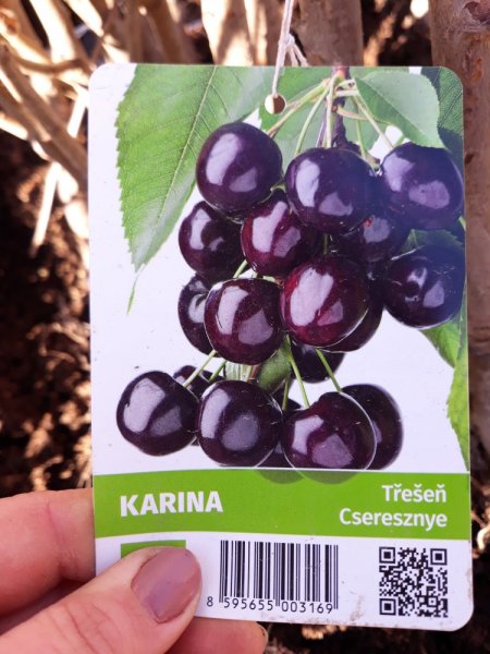 TŘEŠEŇ - KARINA