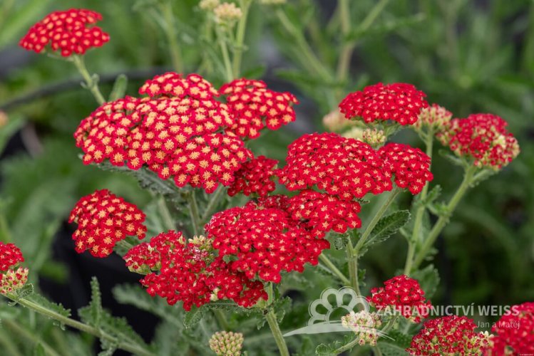 ACHILLEA MILEFOLIUM SASSY SUMMER SANGRIA