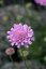 HLAVÁČ RŮŽOVÝ - SCABIOSA FLUTTER ROSE PINK