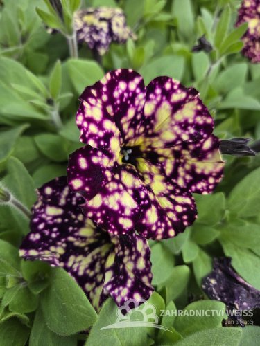 PETUNIA HAPPYTOONIA STARRY NIGHT