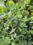 EUCALYPTUS SADA 5KS MIX DRUHY