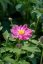 SASANKA - ANEMONE PRETTY LADY EMILY