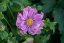 SASANKA - ANEMONE PRETTY LADY EMILY
