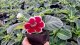 GLOXINIE - SINNINGIA SPECIOSA - AVANTI RED WHITE EDGE