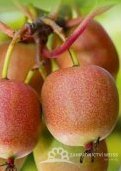 MINI KIWI - ACTINIDIA ARGUTA WEIKI