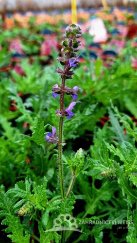 SALVIA HYB. CARINA