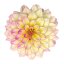JIŘÍNA – DAHLIA HYPNOTICA TROPICAL BREESE