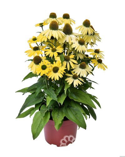 ECHINACEA HYBR. YELLOW PEARL