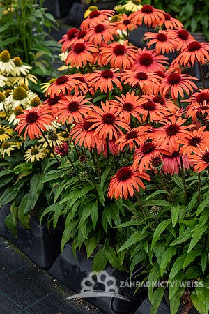 ECHINACEA SUNMAGIC VINTAGE ORANGE