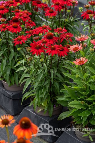 ECHINACEA SUNMAGIC FANTASTIC SCARLET
