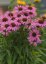 ECHINACEA FOUNTAIN LIGHT PURPLE