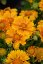 KOKARDA – GAILLARDIA  ARISTATA SPINTOP MANGO