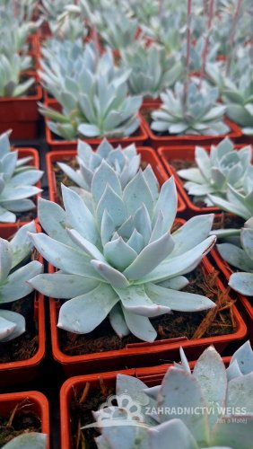 ECHEVERIA