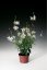 GAURA LINDHEIMERI – GEYSER WHITE