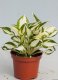 HOSTA - "FIRE & ICE"