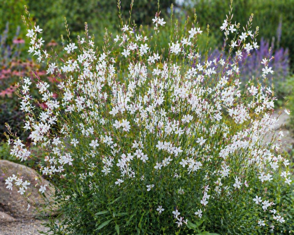 SVÍČKOVEC - GAURA LINDHEIMERI EMMELINE WHITE