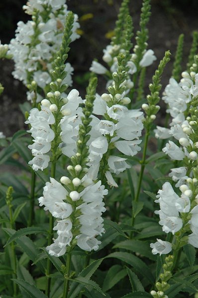 ŘETĚZOVKA BÍLÁ - PHYSOSTEGIA VIRGINIANA CRYSTAL PEAK WHITE