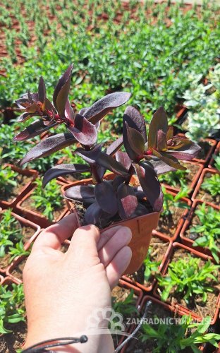 SEDUM TELEPHIUM DARK MAGIC