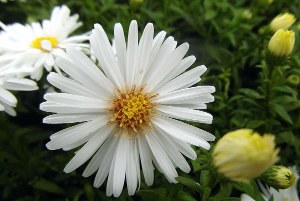 ASTRA PODZIMNÍ - " MAGIC WHITE"