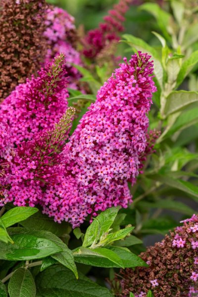 MOTÝLÍ KEŘ – BUDDLEJA DAVIDII BUTTERFLY CANDY LITTLE CERISE