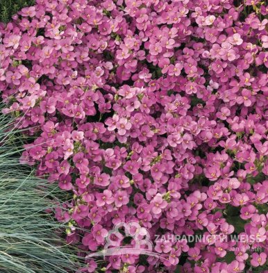 HUSENÍK - ARABIS BLEPHAROPHYLLA "DEEP ROSE "