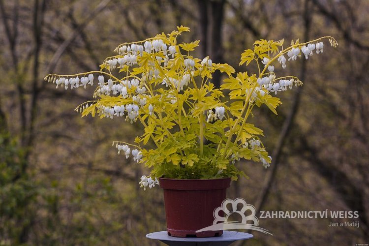 SRDCOVKA NÁDHERNÁ - DICENTRA WHITE GOLD