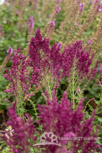 ŠALVĚJ HAJNÍ - SALVIA NEMOROSA SCHWELLENBURG
