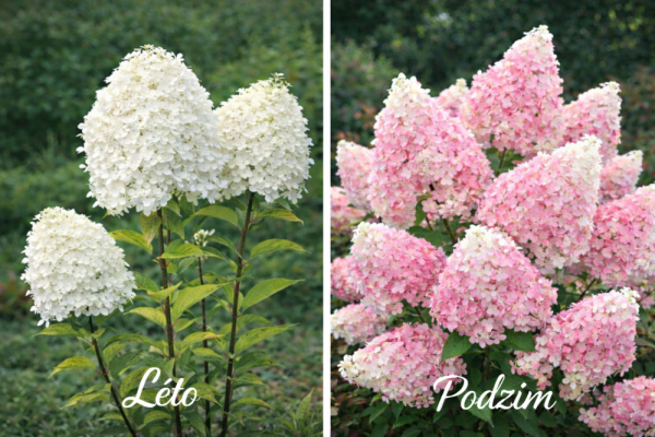 HORTENZIE LATNATÁ - HYDRANGEA VANILLE FRAISE