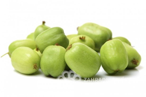 MINI KIWI SAMOSPRAŠNÉ - ACTINIDIA ARGUTA ISSAI