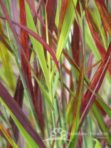 PROSO PRUTNATÉ - PANICUM VIRGATUM SANGRIA
