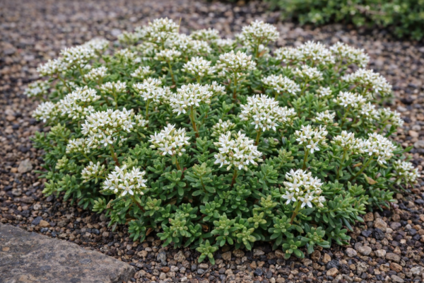 SEDUM ALBUM