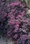 SEDUM CAUTICOLA RED CANYON