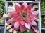NETŘESK ČERVENÝ - SEMPERVIVUM