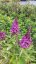 MOTÝLÍ KEŘ - BUDDLEJA DAVIDII BUTTERFLY CANDY LITTLE PURPLE