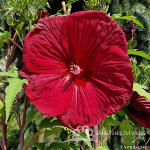 IBIŠEK – HIBISCUS MOSCHEUTOS BURGUNDY VELVET