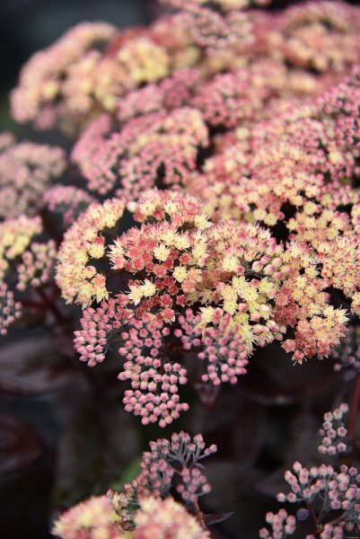SEDUM HYBRID. GLOBE  YELLOW