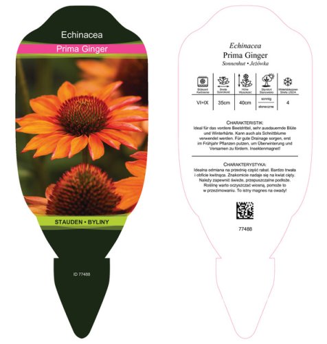 ECHINACEA PRIMA GINGER