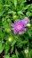 STOKESIA LAEVIS MEL´S BLUE