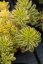 SEDUM KAMTSCHATICUM THE EDGE