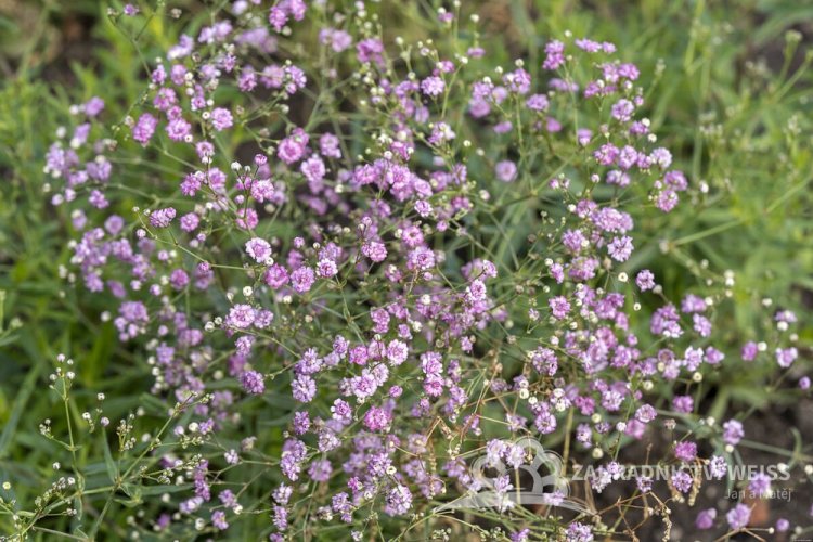 GYPSOPHILA RŮŽOVÁ - GYPSOPHILA PANICULATA PINK WEDDING