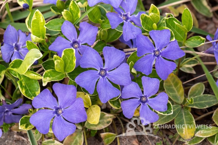 BARVÍNEK – VINCA MINOR VARIEGATA