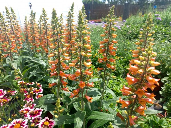 NÁPRSTNÍK - DIGITALIS HYBRIDA FIRECRACKER