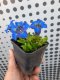 HOŘEC - GENTIANA ACAULIS