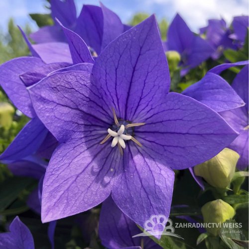 BOUBELKA - PLATYCODON GRAND. TWINKLE BLUE
