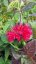 MONARDA HYBRIDA BEE-HAPPY