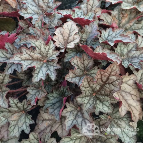 HEUCHERA WORLD CAFFE CORRETTO