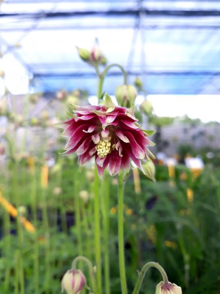 ORLÍČEK OBECNÝ PLNÝ – AQUILEGIA VUL. NORA BARLOW“