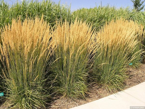 CALAMAGROSTIS x ACUTIFLORA KARL FOESTER